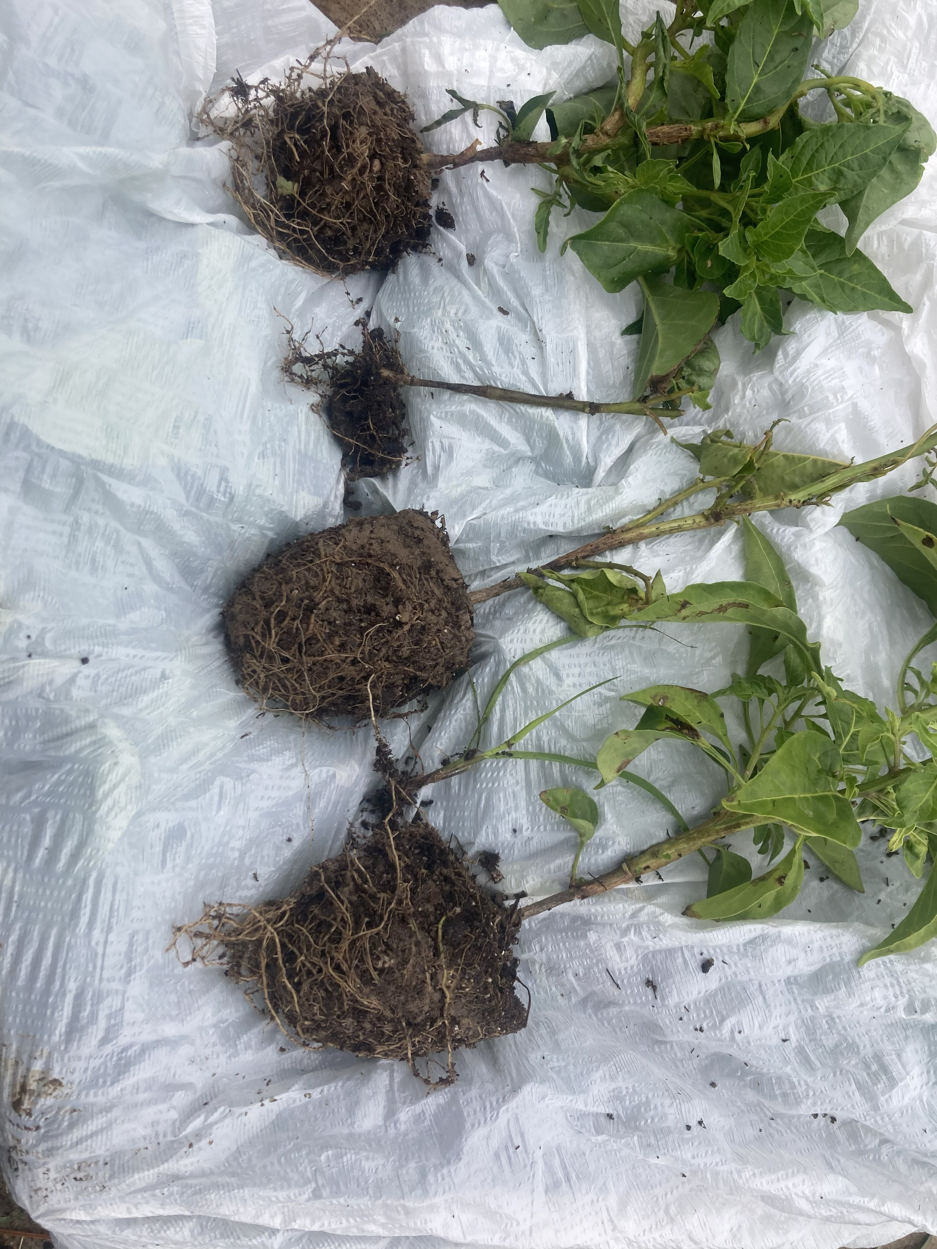 Unusually cool nighttime temperatures exacerbate Pythium diseases in Louisiana vegetables